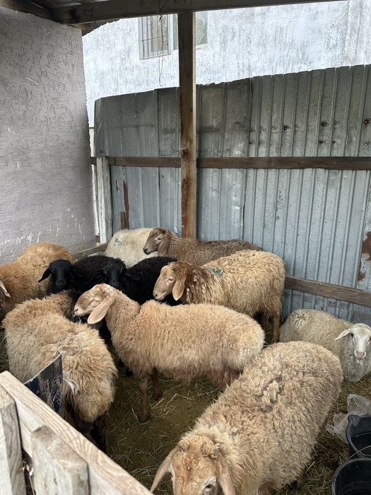 Продам срочно токтушки 7голов