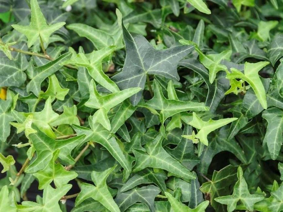 Плющи комнатные . Разные. от 2000 тг и выше.