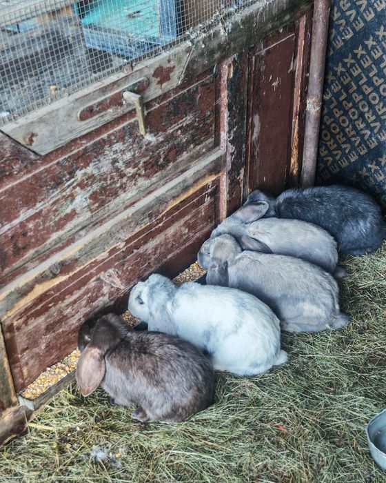 Френски качовати зайци