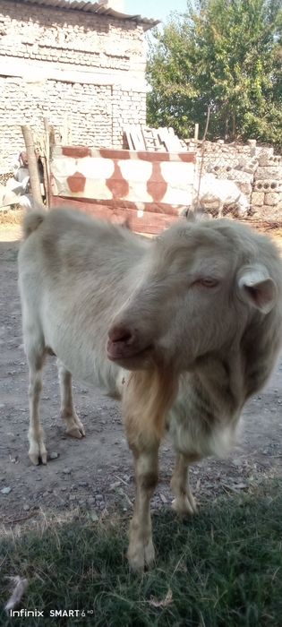 Огул коз (куштиришга), Темпераментный!