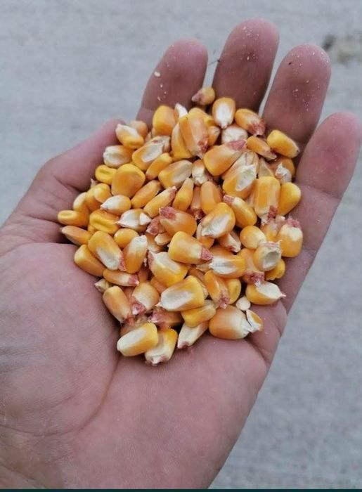 Vindem porumb boabe 1 leu kg