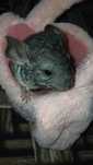 Famile Chinchilla
