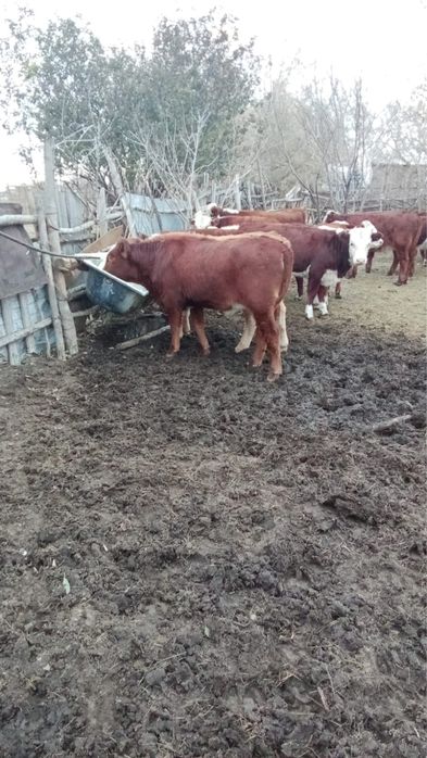 Продам 10 голов годовалых бычков / 10 бас еркек 1 жасар букалар сатыла