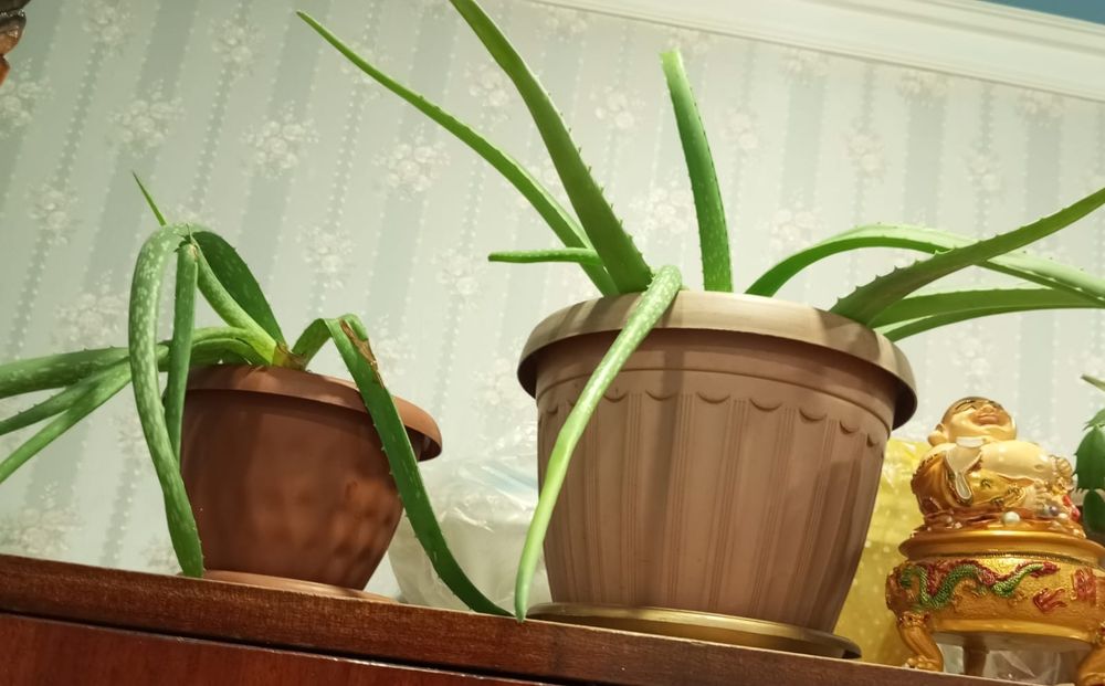 Продам Алоэ цена от 1500 до 2500