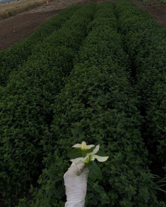 Mentă olandeză crescută natural