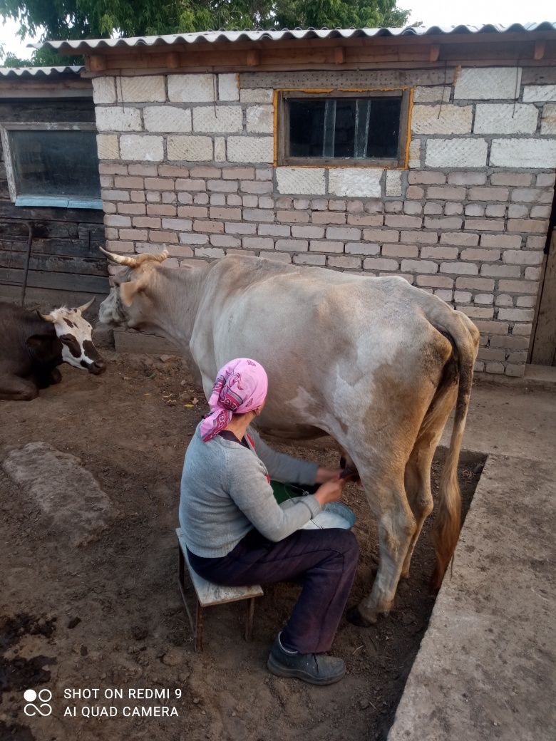 2 головы дойных Коров.