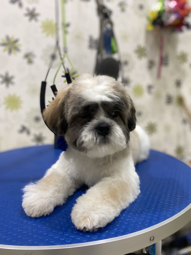 Tuns caini pisici Bucuresti -P Muncii   -sect 2 frizerie canina