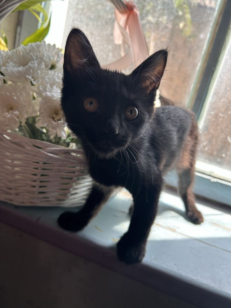 Котенок в добрые руки