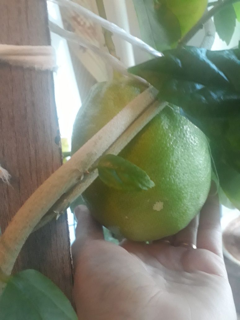Дерево лимон, плоды крупные, 500, 700 г
