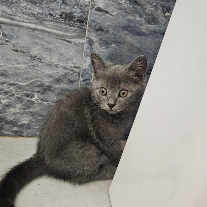 котенок мальчик  шодладский скоттиш
