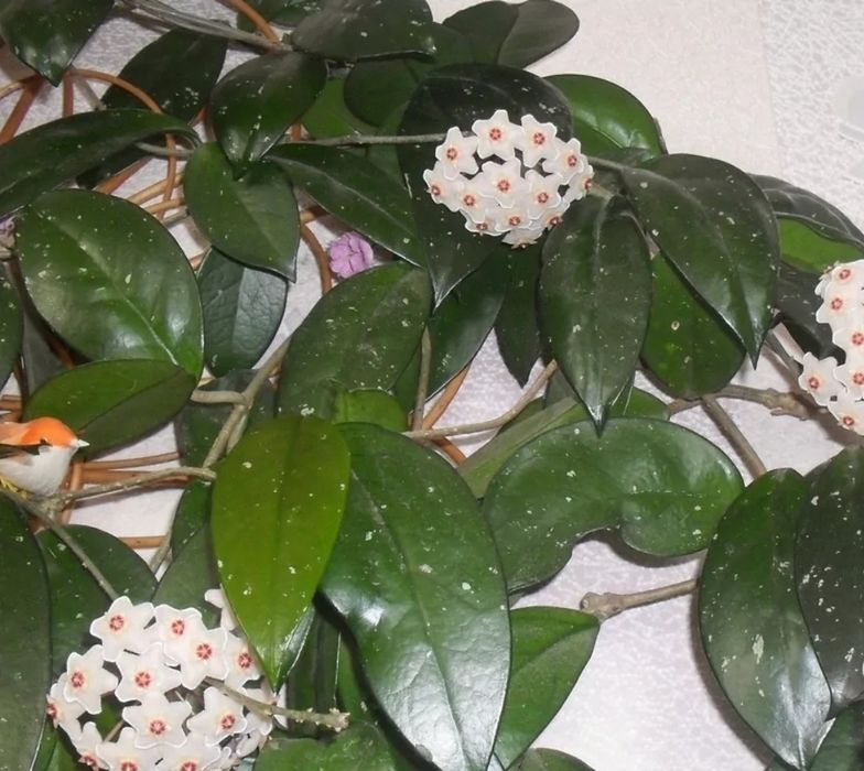 Цветы  Хоя большая