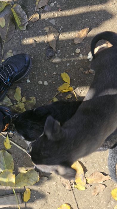 Donez căței metis Huski cu Ciobănesc German