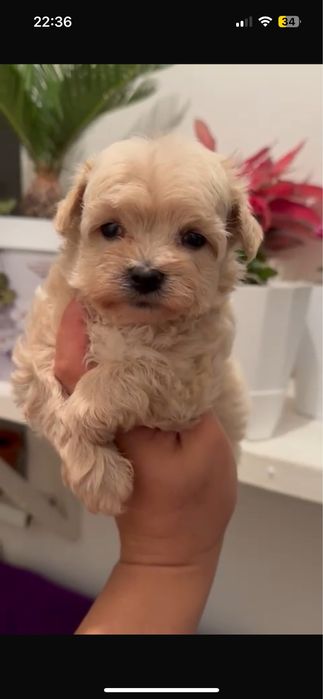 Щенок Мальтипу F1