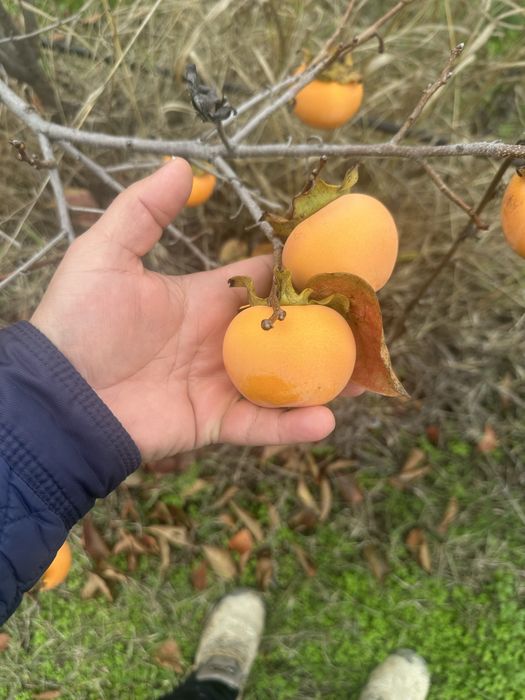 Райска ябълка - ХЕЯКУМЕ