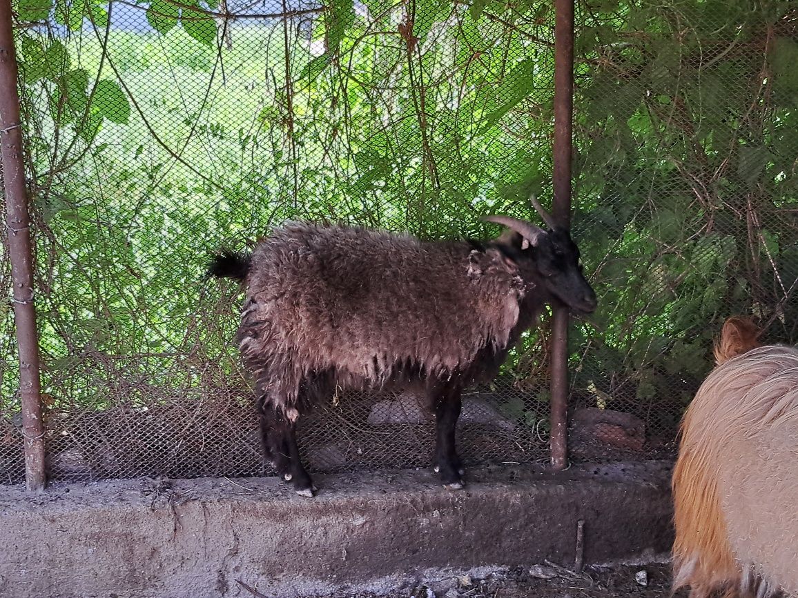 Продам Баран коз