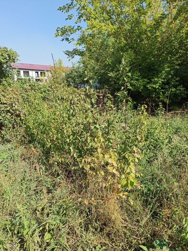 Продаются саженцы плодовых деревьев