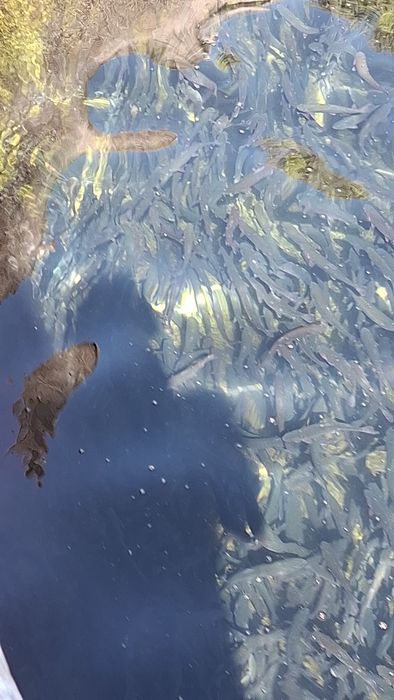 Vând păstrăv de consum curcubeu