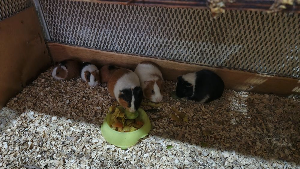 Продается морская свинка