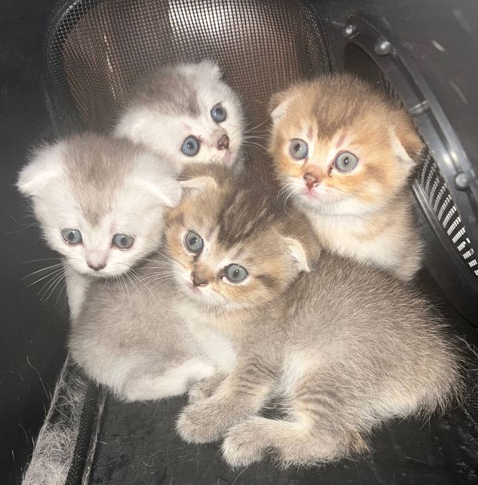 Котята скотиш+шиншилла.