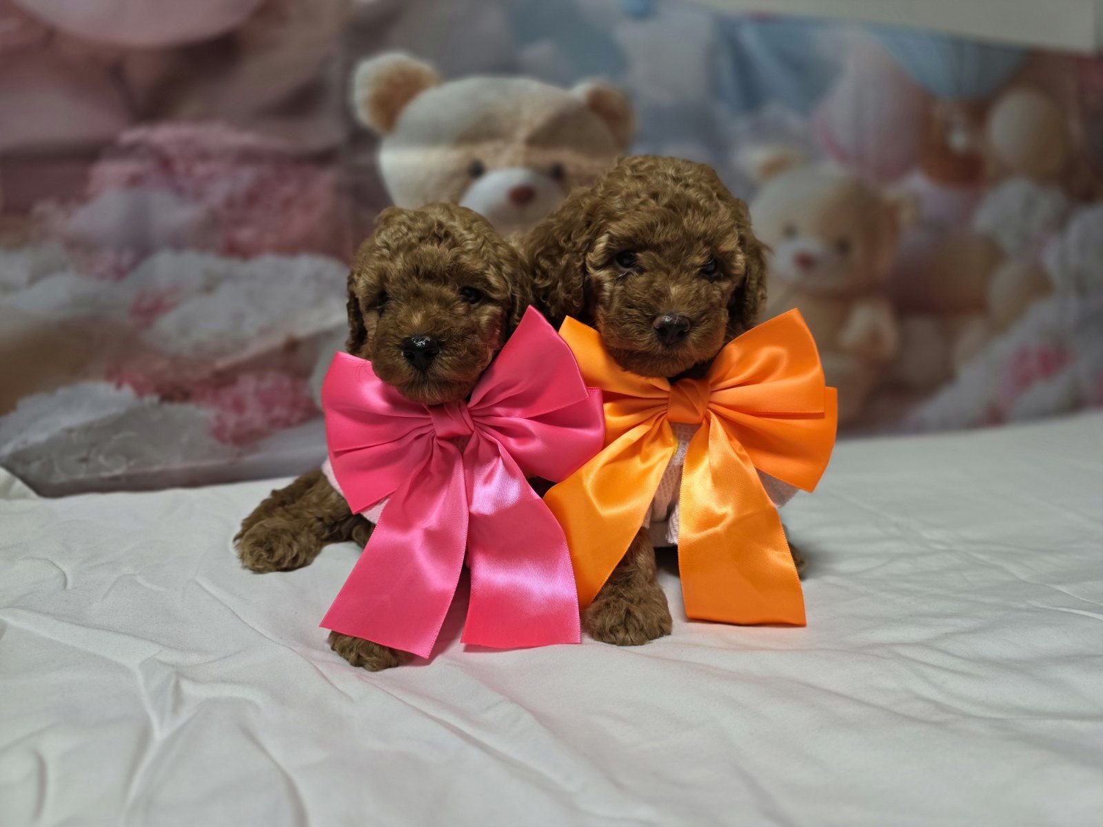 Пудел той poodle