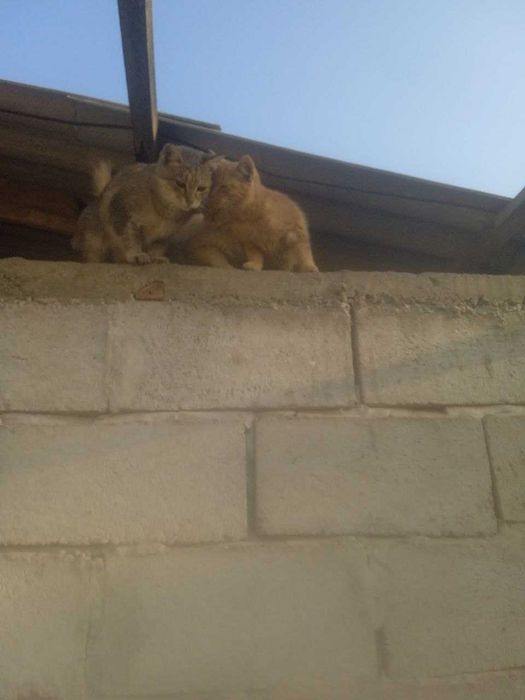 Котята. В добрые руки. Бесплатно.