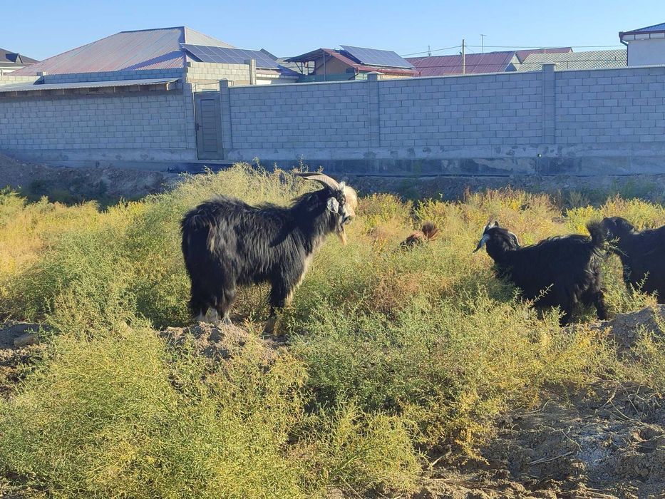 Ешки теке бар сатылатн