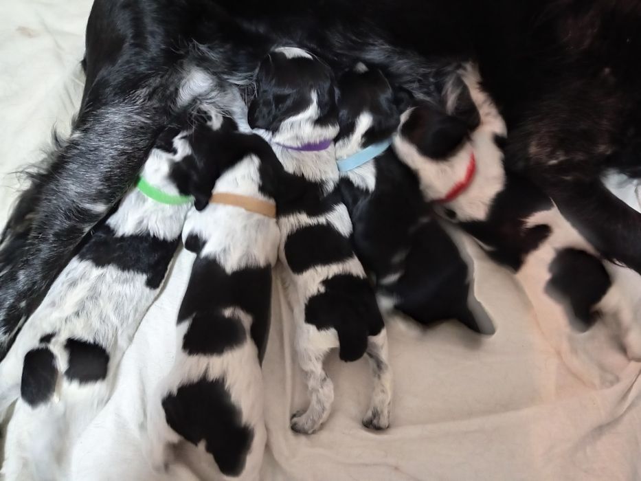 Бронирование щенков русского охотничьего спаниеля