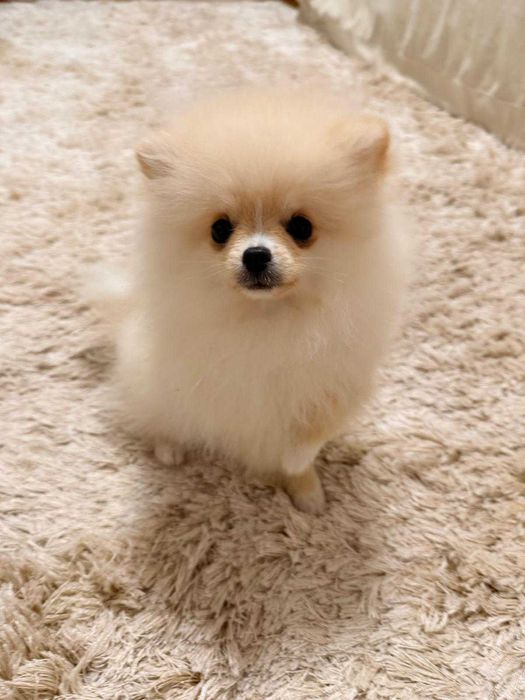 Pomeranian toy superb cu pedigree, poze reale!