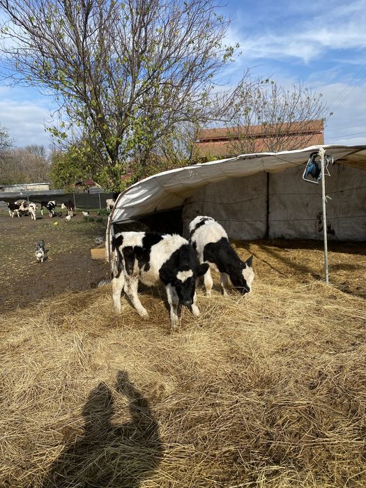 Телета мъжки и женски 4-5 месечни
