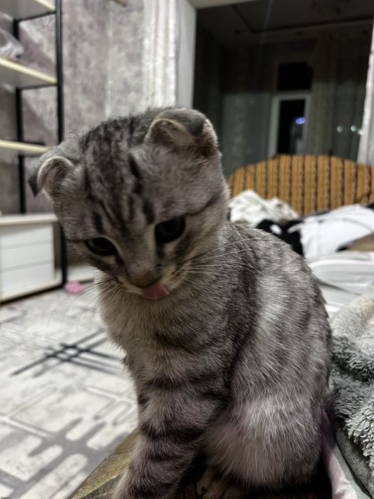 Кот Скоттиш Фолд (Метис) 3,5 месяца