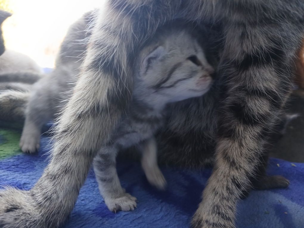 отдам котят 1 месяц , разных окрасов