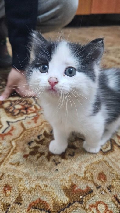 Отдам в хорошие руки котят