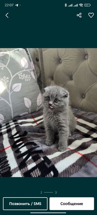 Котята скотиш страйт