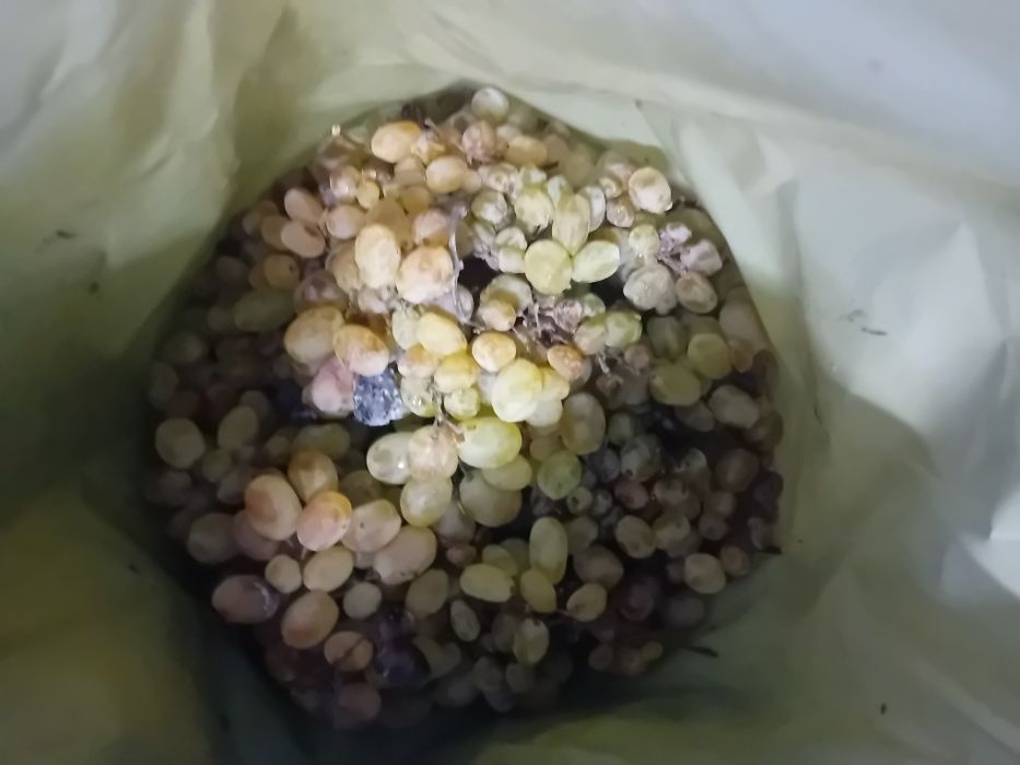 Vând struguri de vin