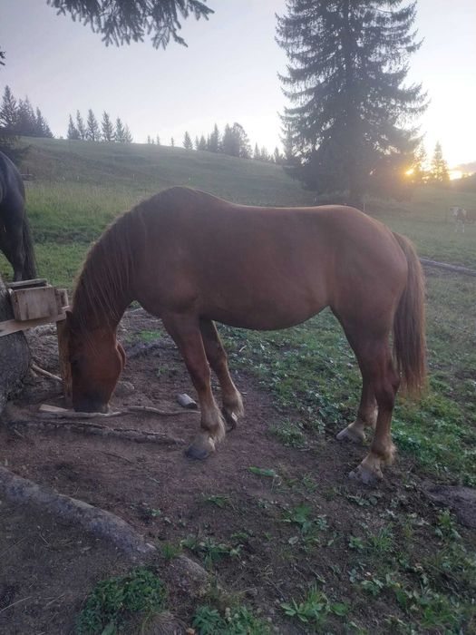 Schimb iapa cu animale