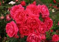 Кустовые розы оптом в алматы, саженцы парковых роз.