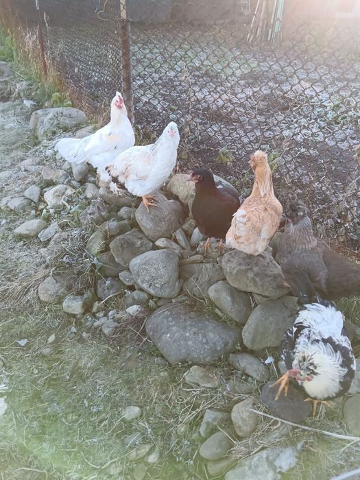 Vând cocoși diferite rase.