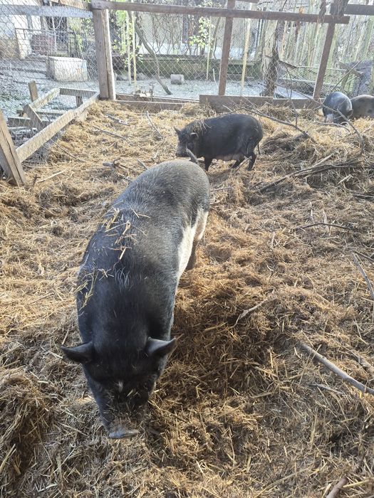 Виетнамски прасета