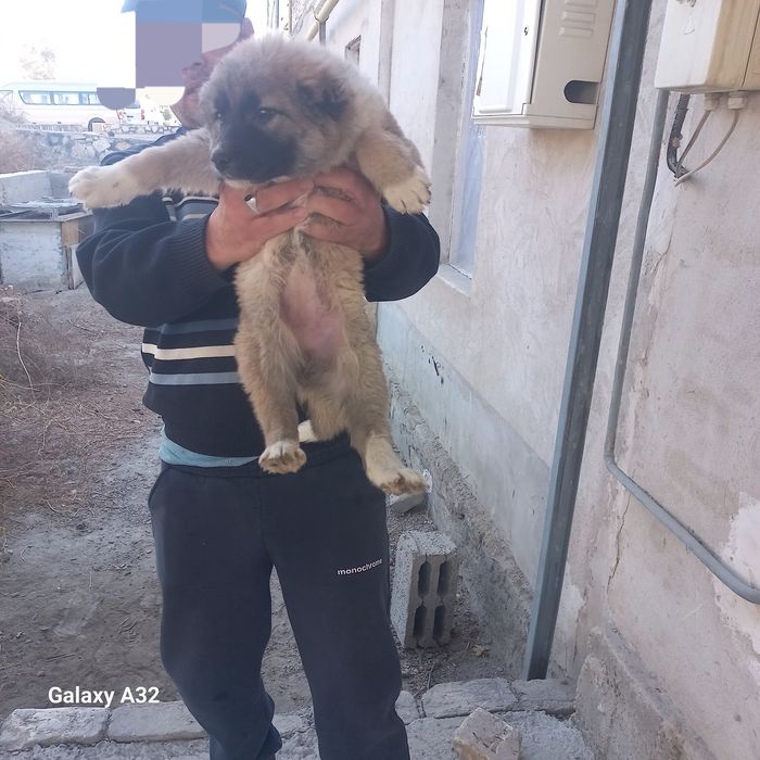 Кавказский щенок девочка