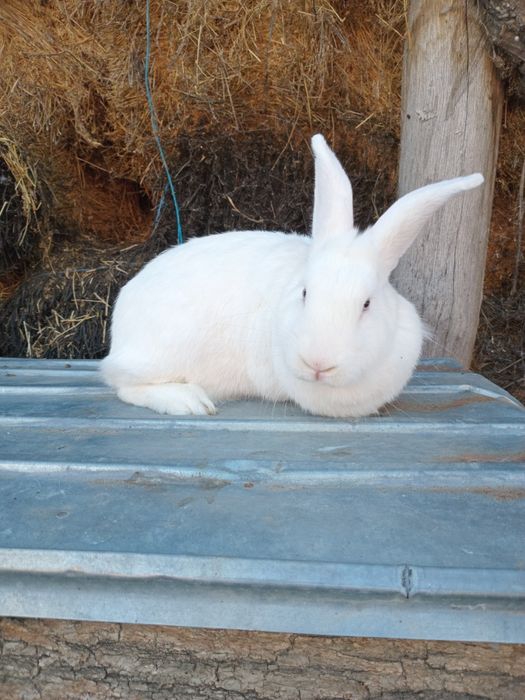 Femelă iepure Fluture German Janet pe alb– 1 an, 4 kg – sănătoasă