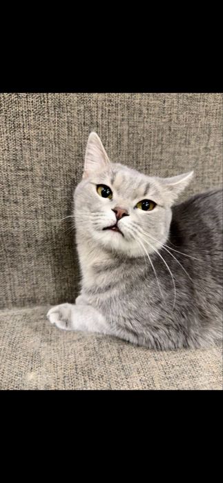 Бесплатно в добрые руки