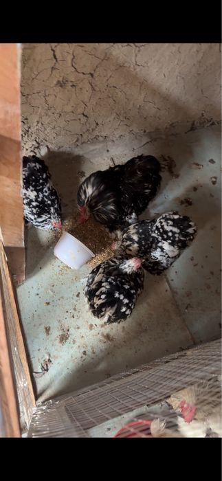 Tovuq xoroz karlik koxla xarhil 150 min dan donaga optim kelishamiz