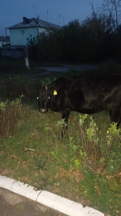 Корова телка 1.4