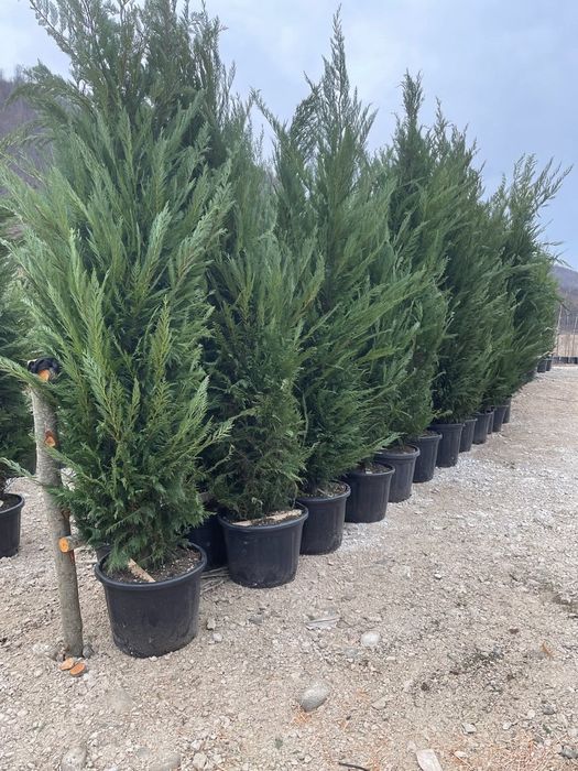 Tuia leylandii super oferta