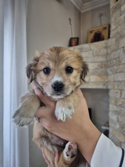 Adopție pui de catelusi