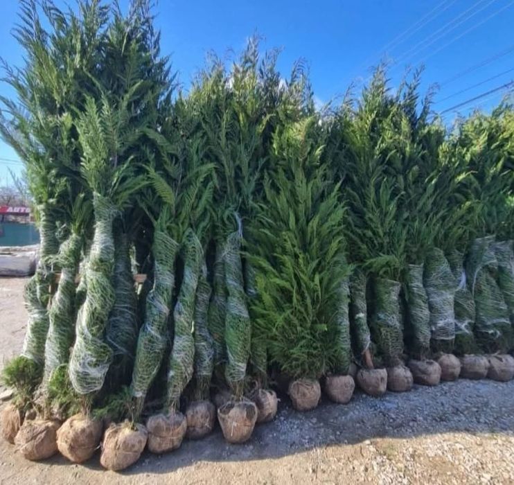 Vând plante ornamentale tuia smarand tuia Leylandii