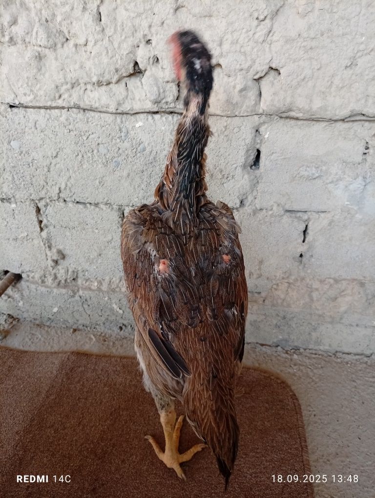 Dakan tovuq sotiladi