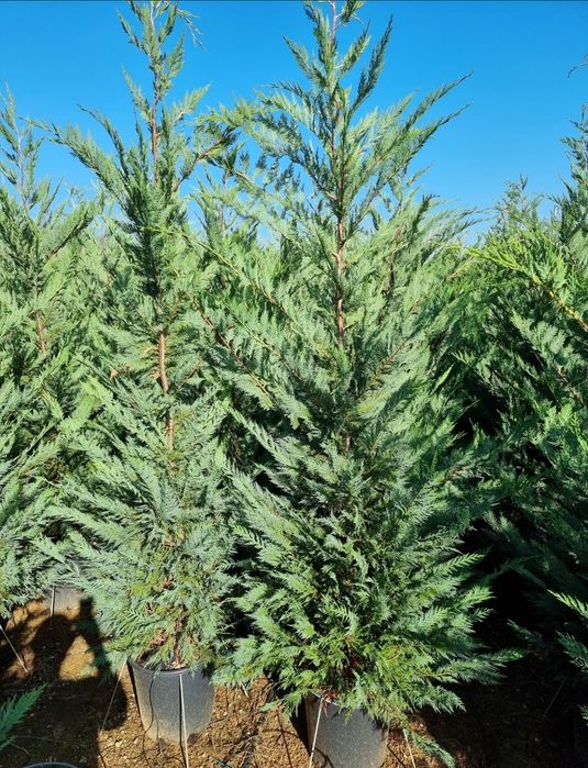 Tuia leylandii Mesteacăn gazon rulou sport