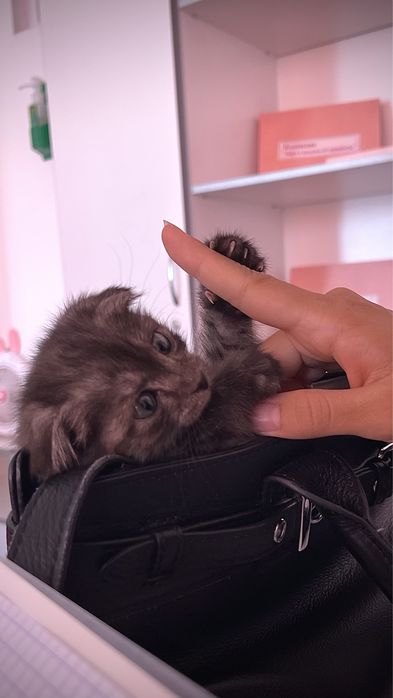 Котёнок в добрые руки