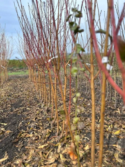 Pomi fructiferi certificati fitosanitar